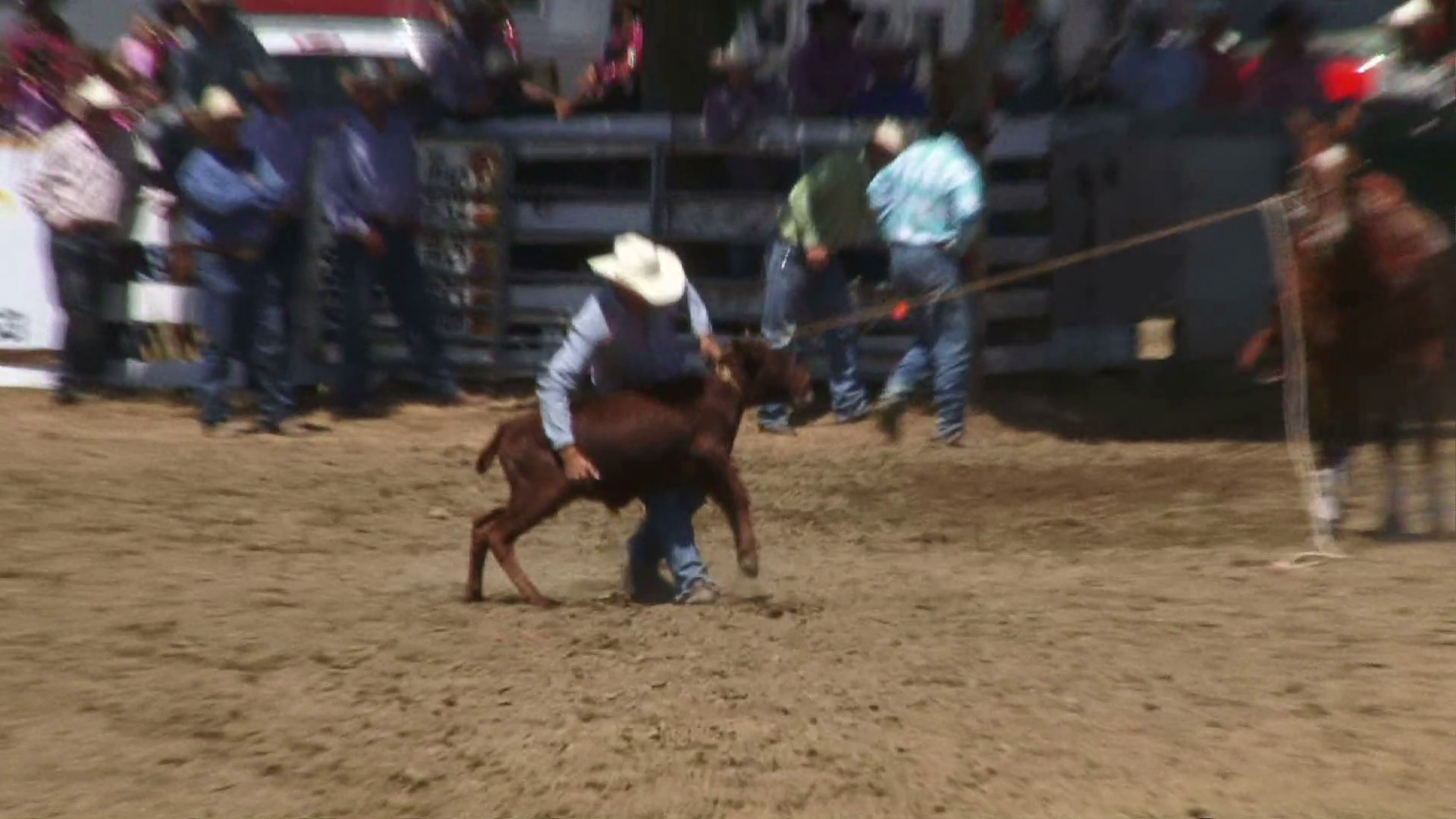 Calf Roping At Rodeo Stock Video Footage - Storyblocks