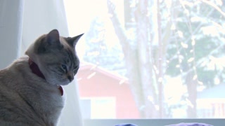 Cat Looking Out Winter Window