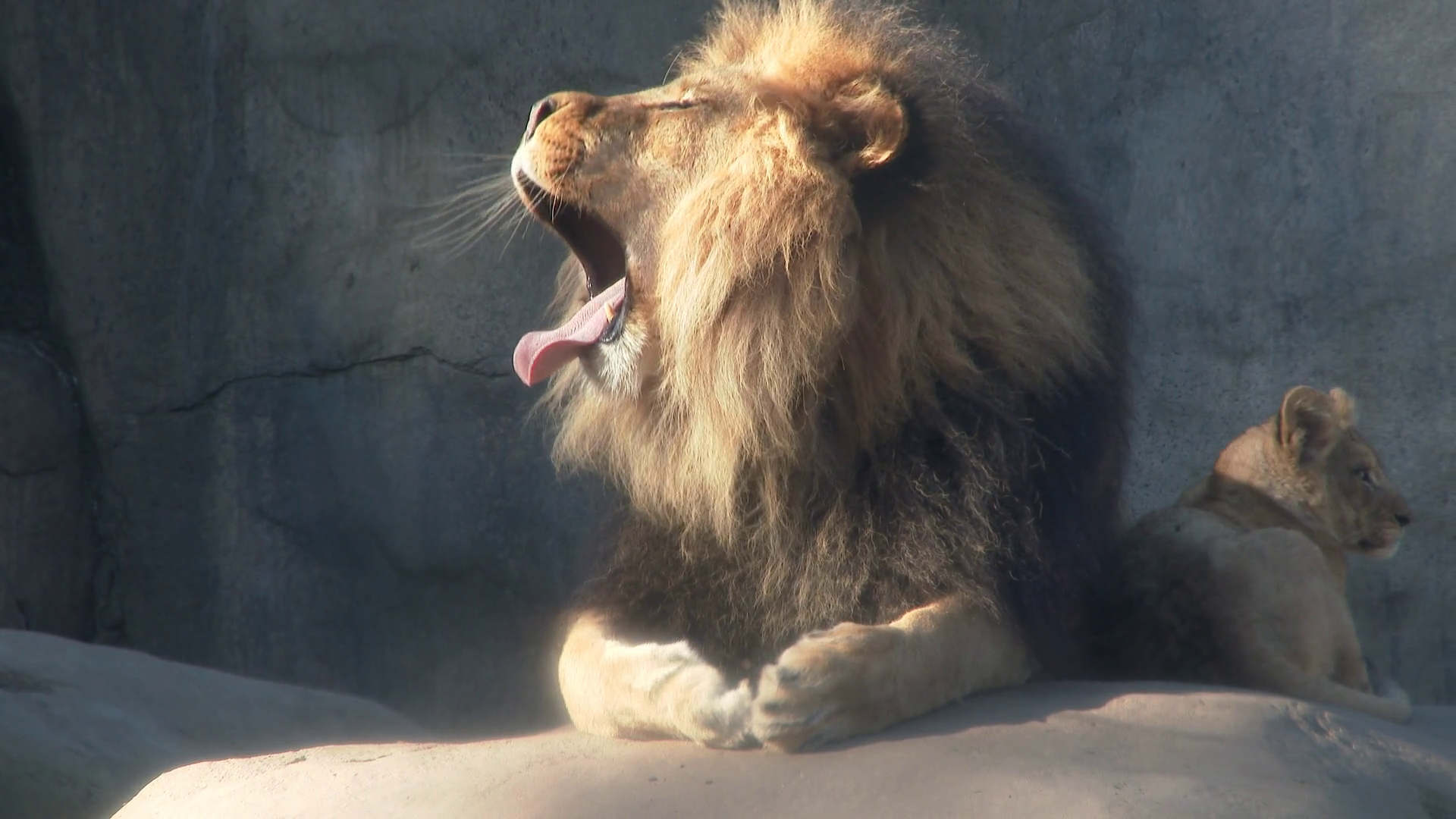 Male Lion Yawning Baring Teeth Stock Video Footage Storyblocks