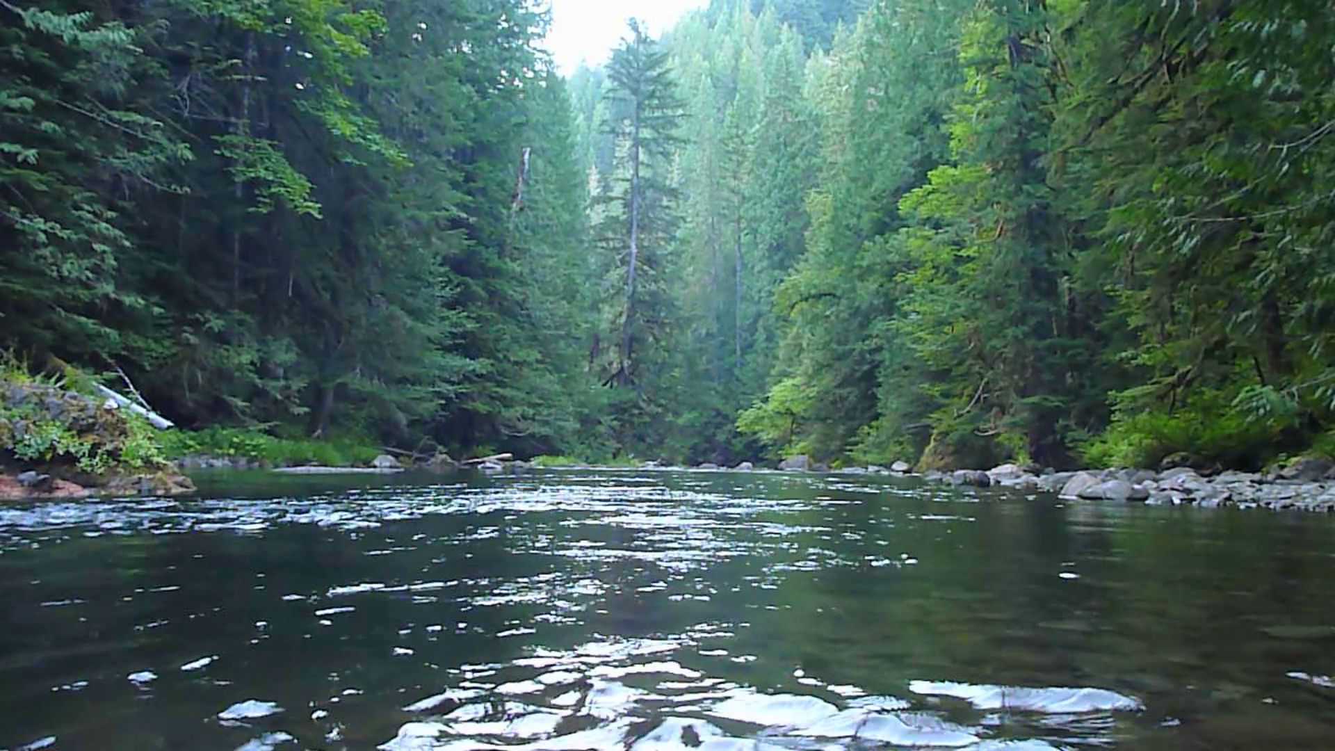 Salmon River Wilderness Forest Stock Footage SBV335730584 Storyblocks