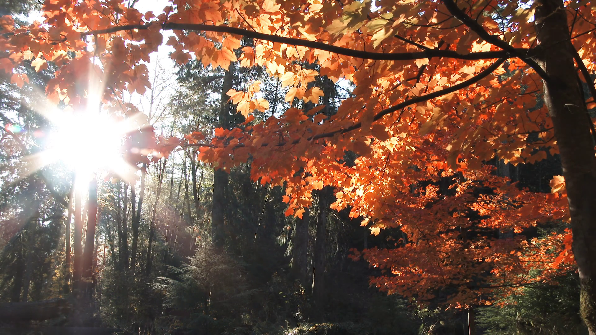 Sunrise Timelapse Through Forest Trees And Autumn Leaves Stock Video