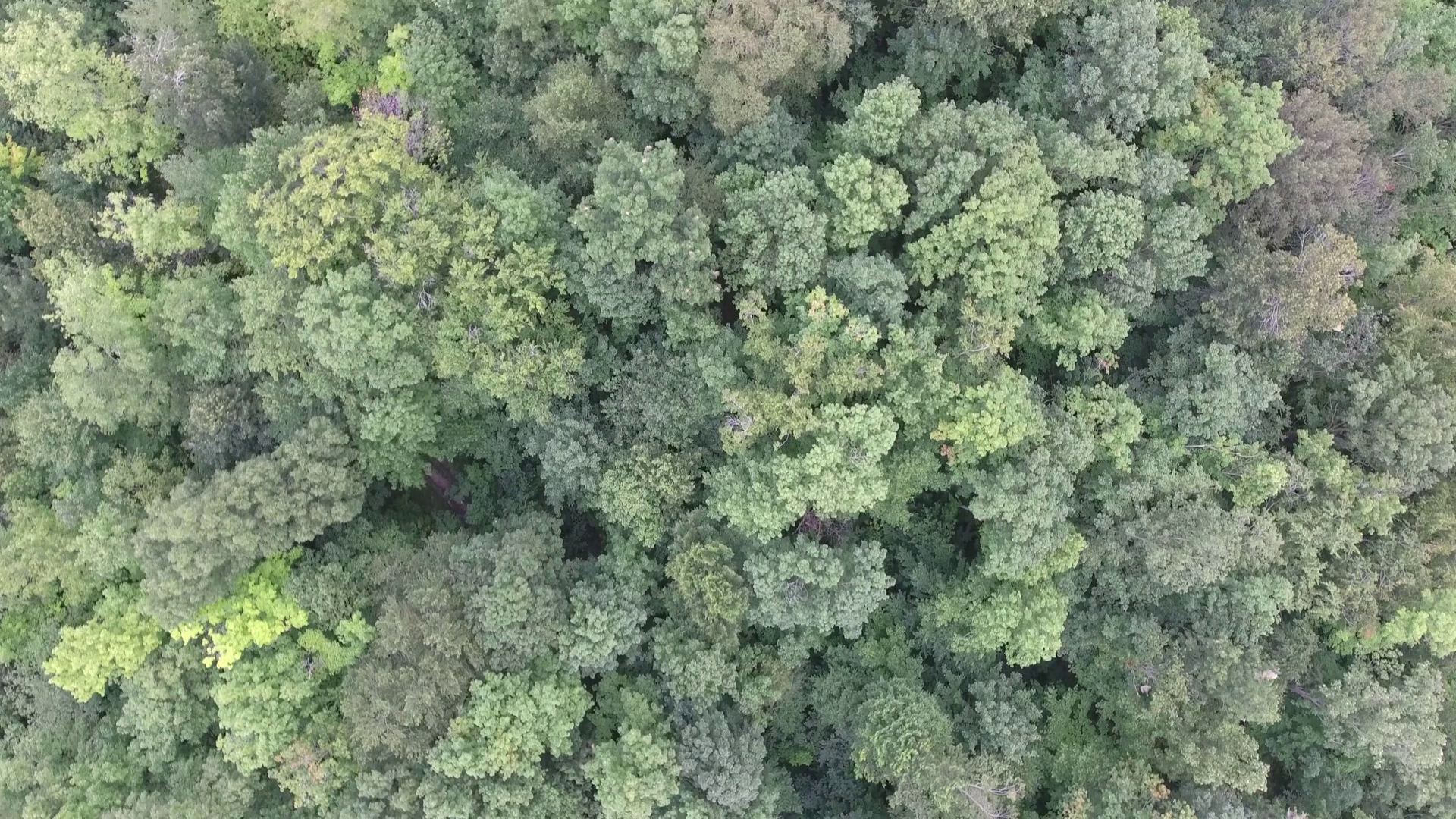 Forest Canopy Of Beautiful Trees Aerial Stock Footage SBV-347400785 ...