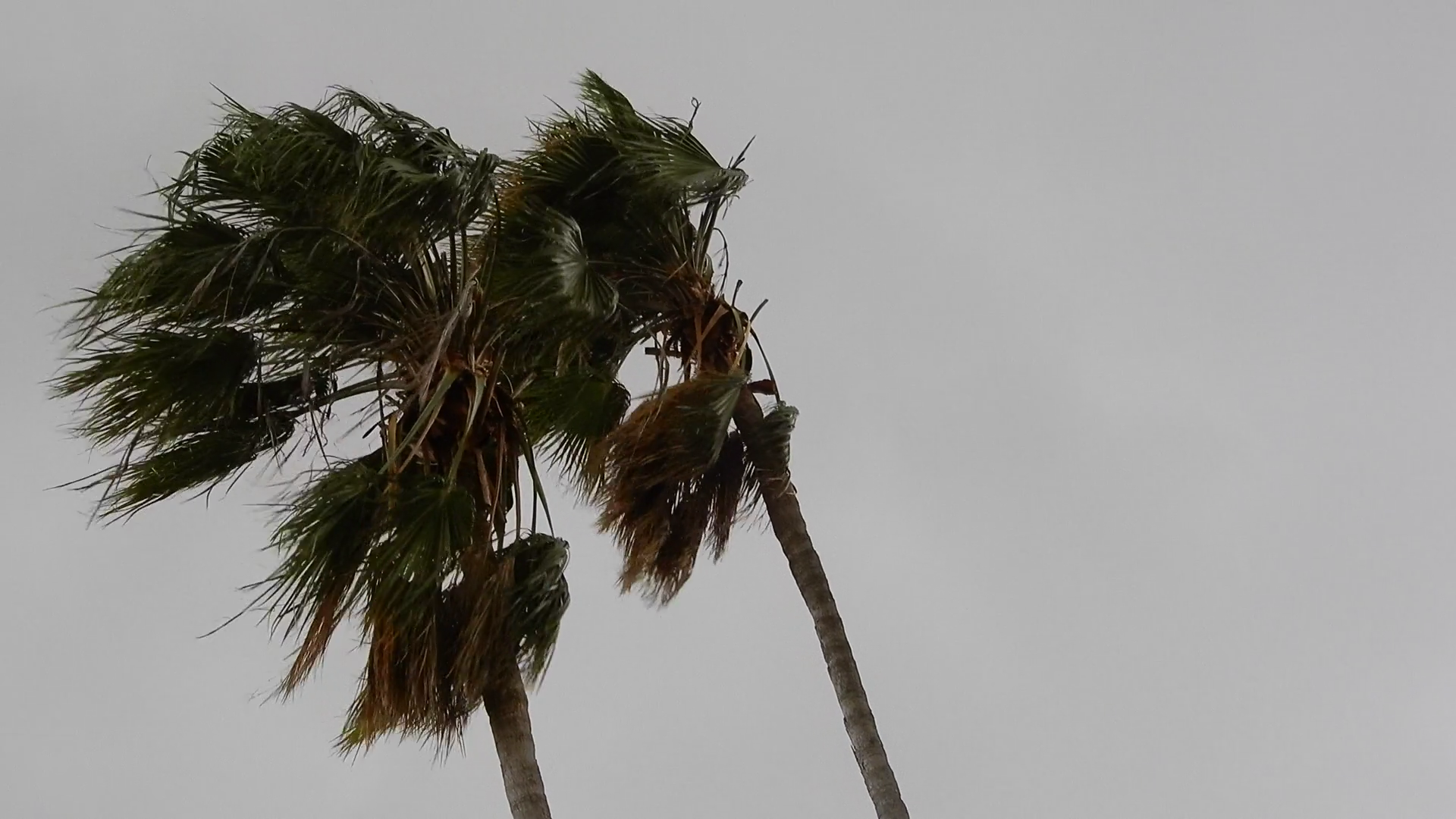 In Hurricane Season's Strong Windy Rainy Stock Footage SBV-347652839 ...