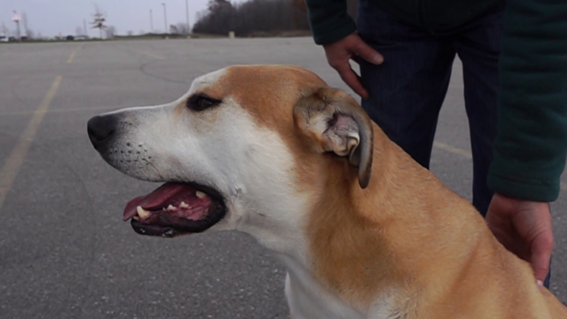 A Dog Turns Head Owner In Stock Footage SBV347744637 Storyblocks