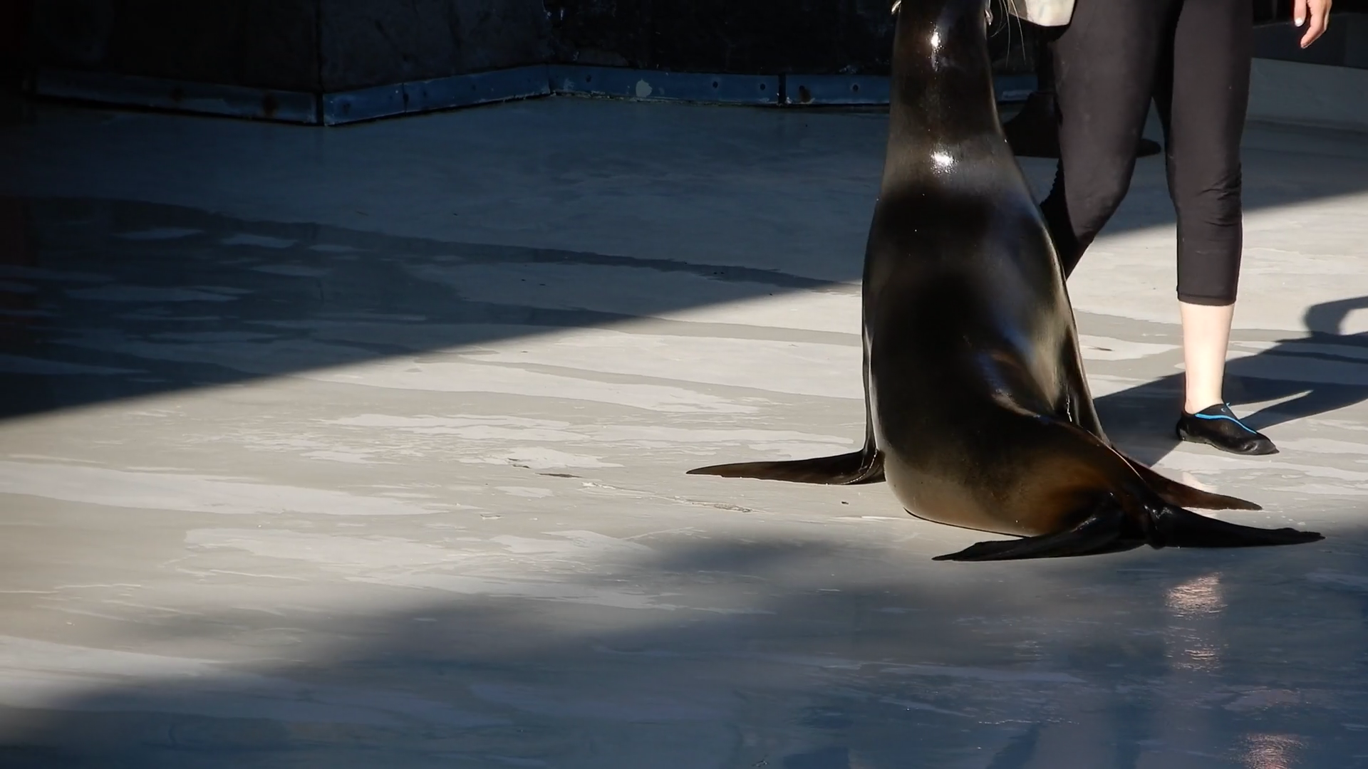 Trained Seal Jumping Up Following Trainer Stock Footage SBV347484300
