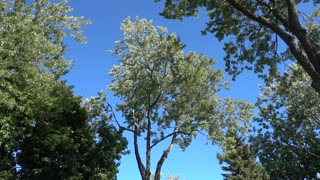 Trees Moving In The Wind
