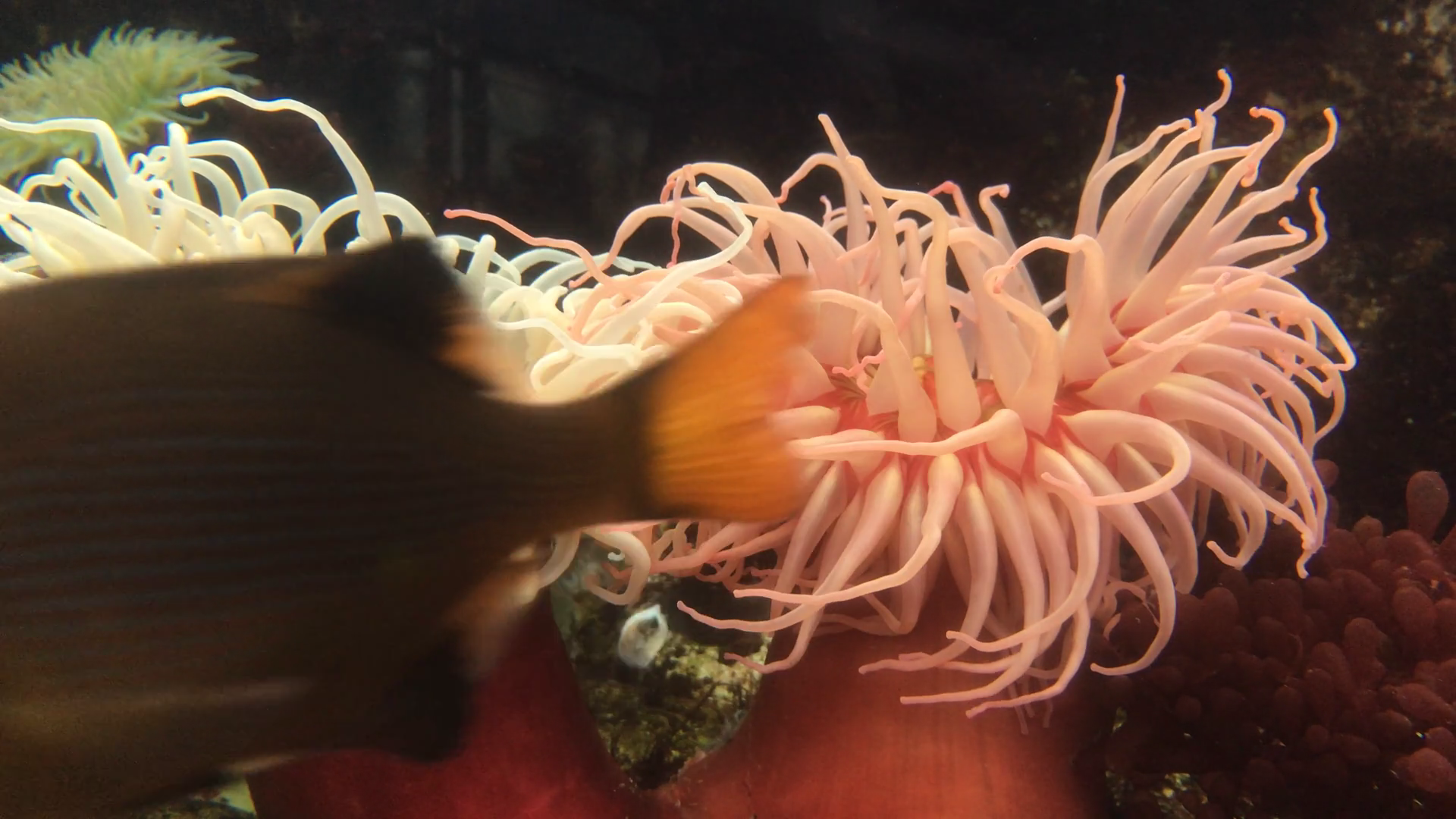 Sea Anemone In Fish Tank Stock Footage SBV-352058043 - Storyblocks