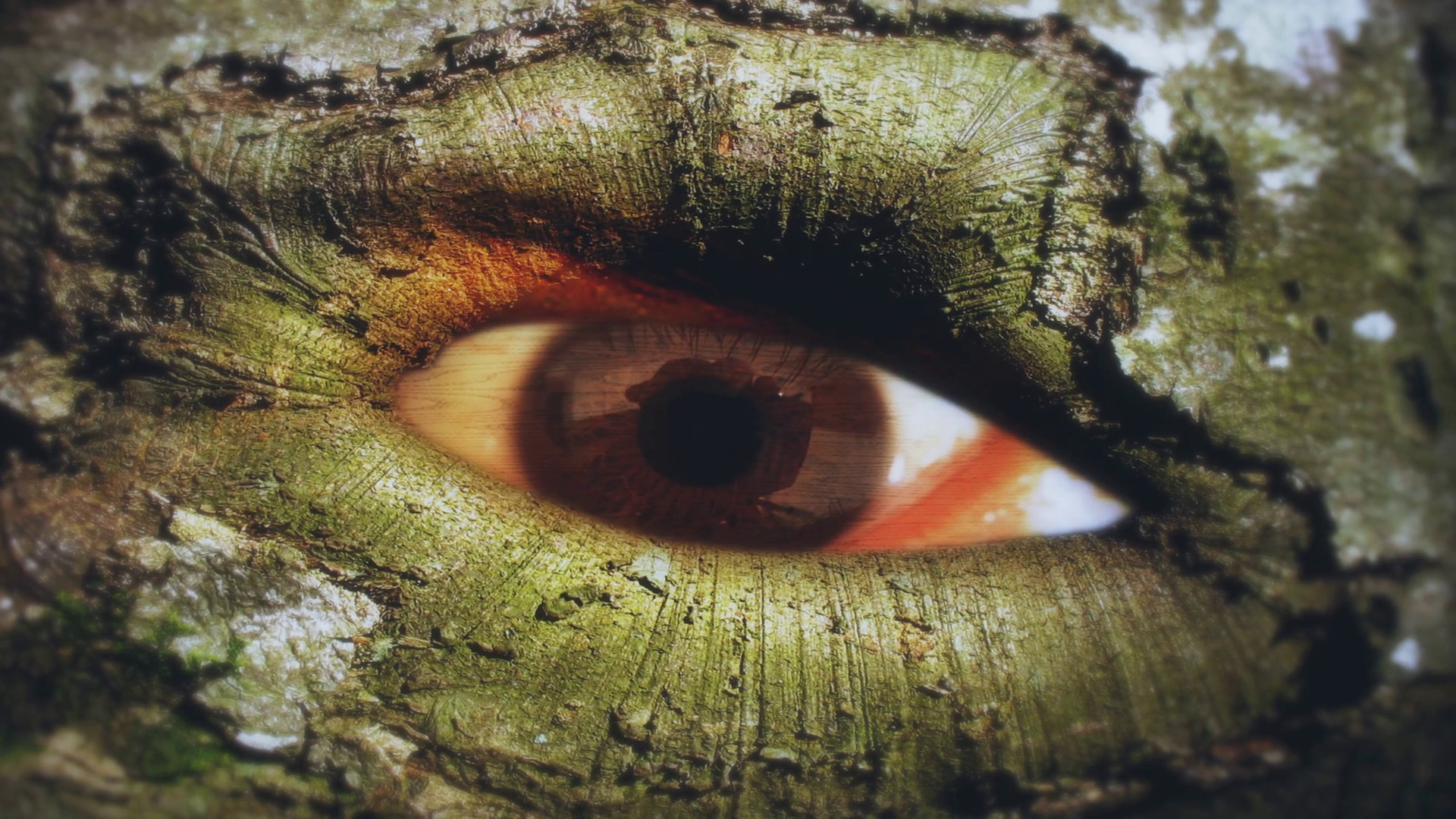 Tree Eye Stare Nature Concept Zoom In Stock Footage SBV-352368538 ...