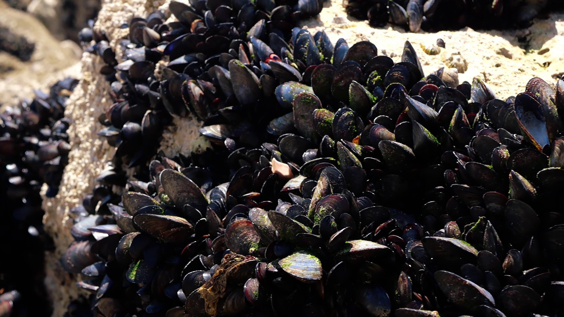 Mussels On Sea Rocks Stock Footage SBV-352120216 - Storyblocks