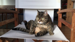 Relaxed Tabby Cat Sitting On Chair Grooming In Sunlit Living Room