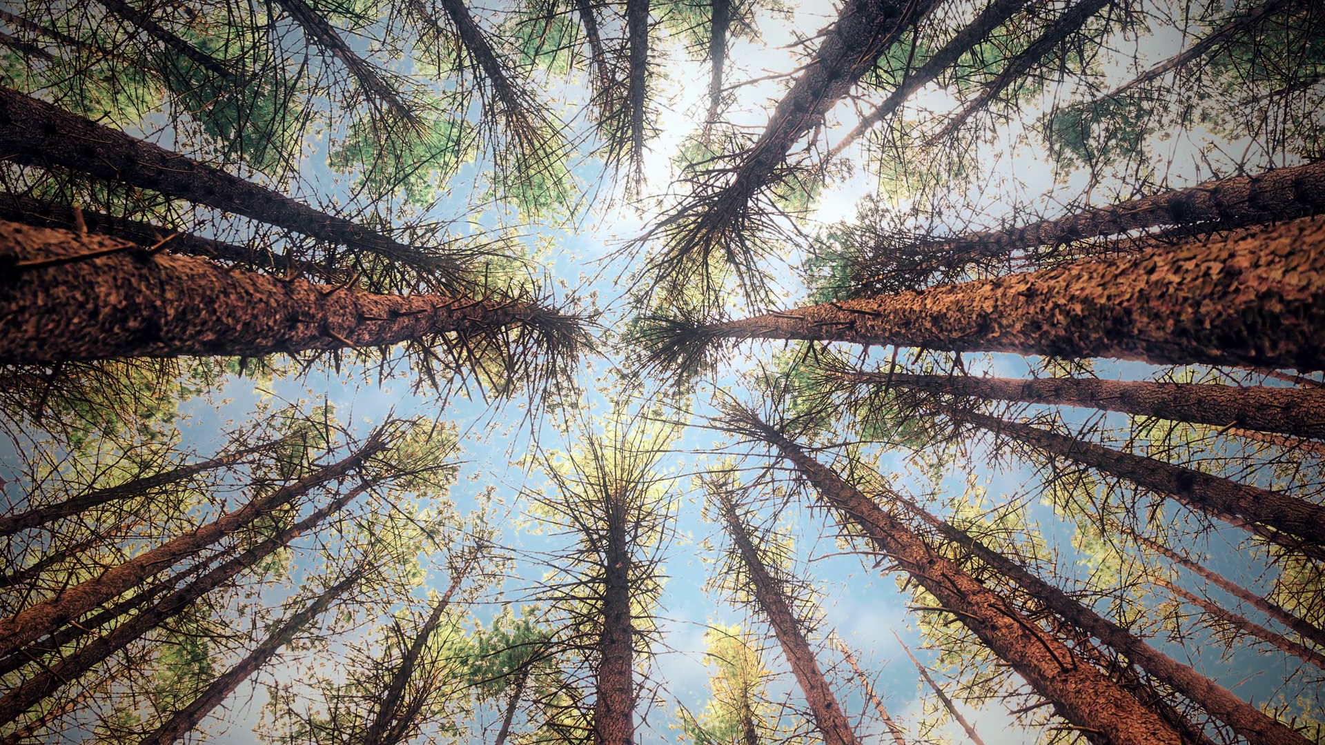Blue Sky Trees Glow Spinning Zoom In Pines Stock Footage SBV-352352297 ...