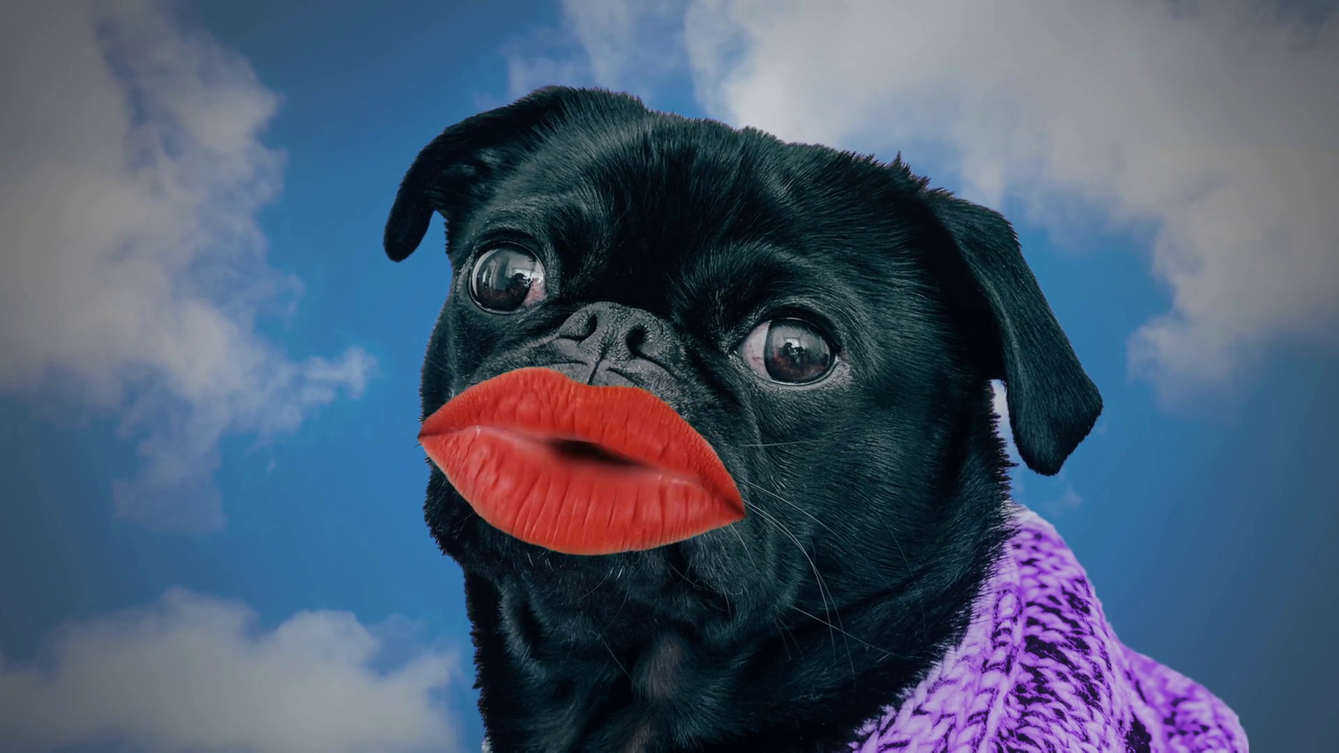 Pug Dog Talking Funny Mouth Lips Blue Sky Stock Footage SBV-352341720 ...