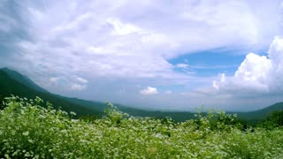 Idyllic mountain landscape with wildflowers under a cloudy blue sky panorama view