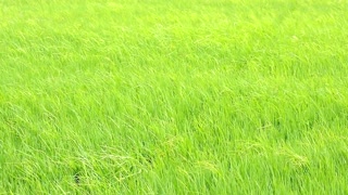 Lush green rice paddy field swaying gently in the breeze on a bright sunny day