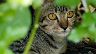 Tabby kitten with striking yellow eyes peers out from lush green foliage cover
