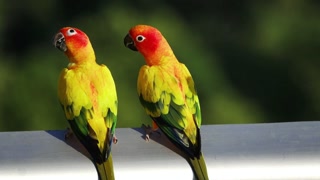 Two sun conure parrots perched together on a railing in bright sunlight outdoors