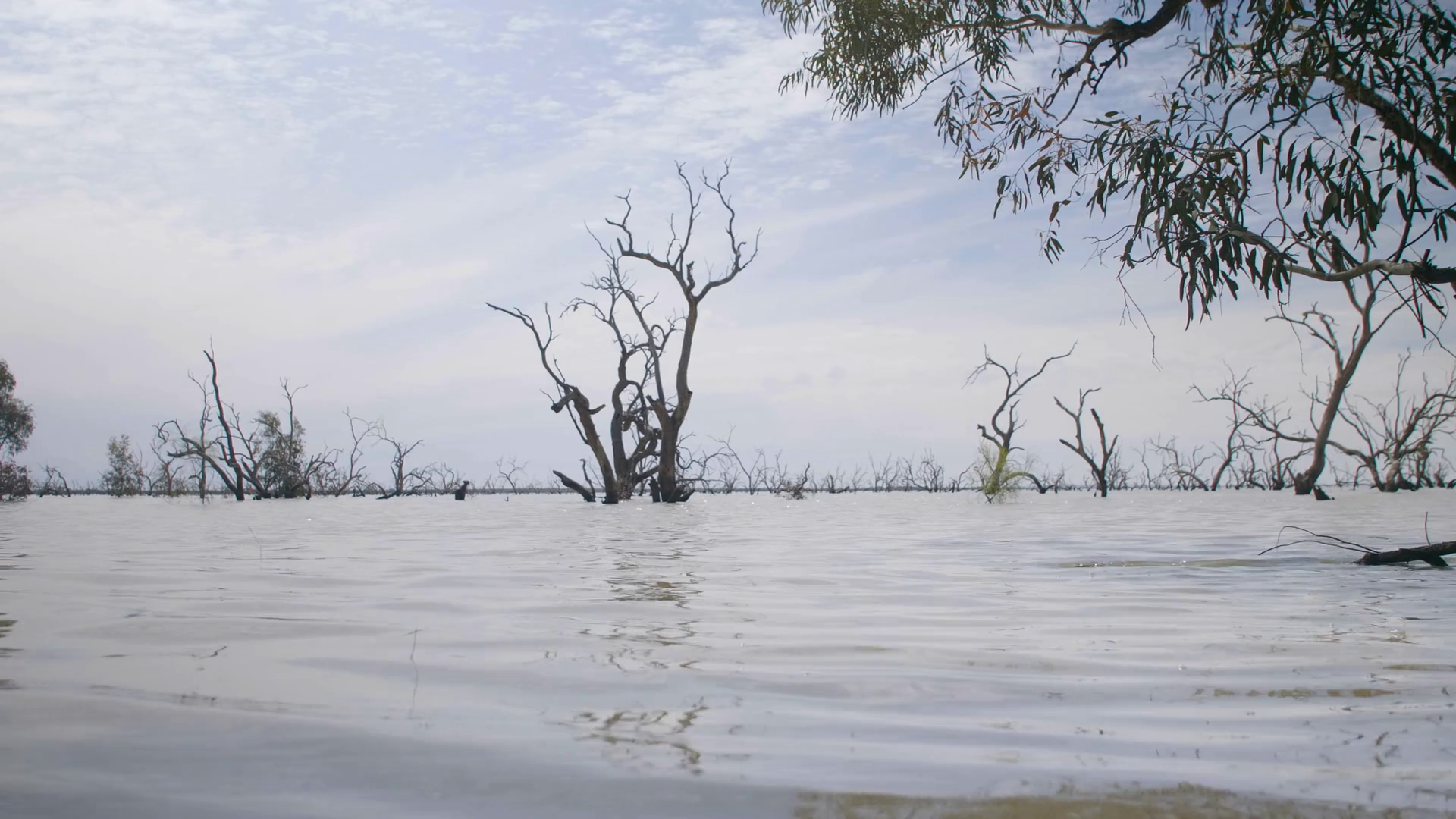Lake With Dead Trees View From Shore With Stock Footage SBV348429484