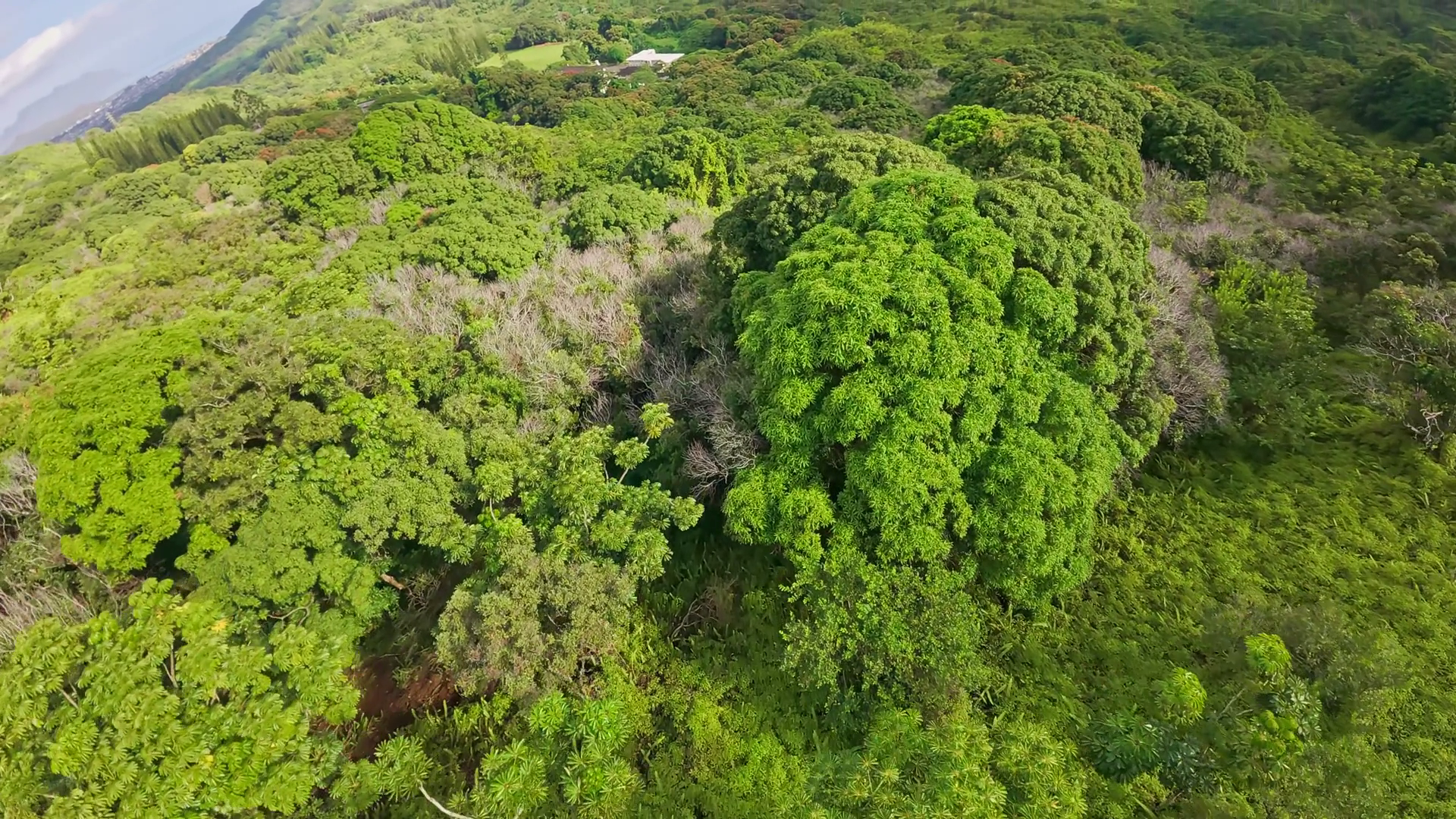 Sweeping Aerial View Of Lush Tropical Forest Stock Footage SBV ...