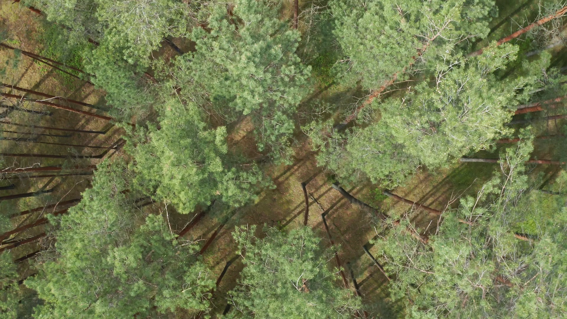 Drone Flies Over Tree Tops Conifers Sunny Stock Footage SBV-353826360 ...