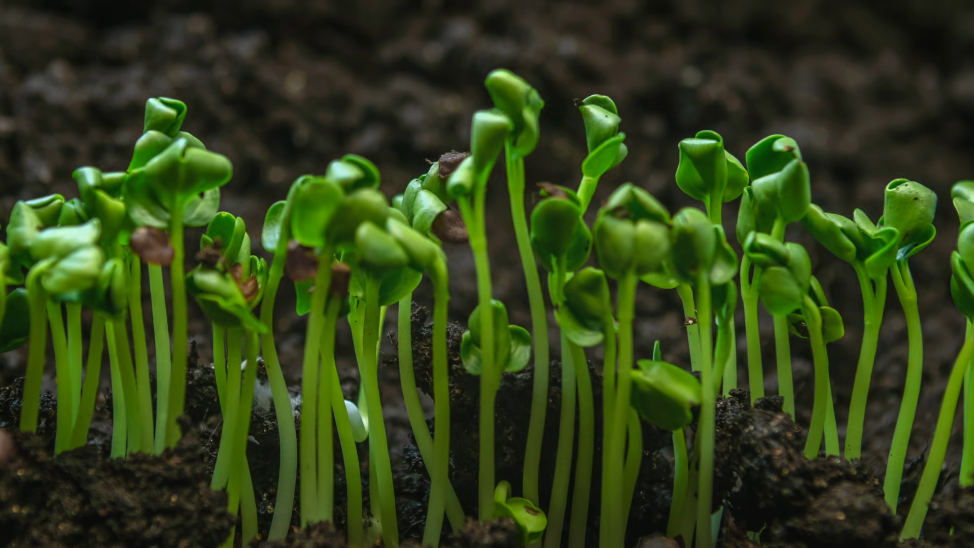 Close-up Microgreens Grow In Time-lapse Stock Footage SBV-353846073 ...