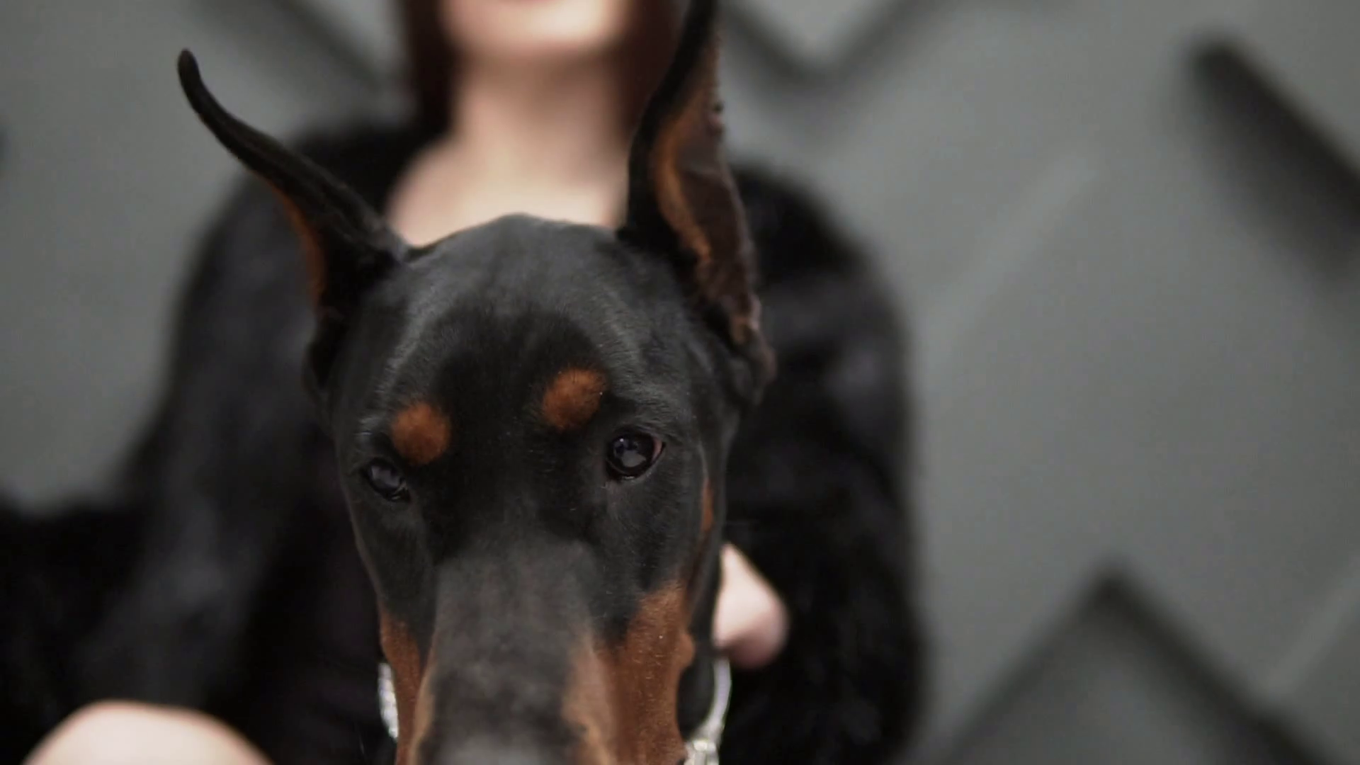 Closeup Portrait Of Doberman Pinscher Dog Stock Footage SBV-346430997 - Storyblocks Closeup Portrait Of Doberman Pinscher Dog Stock Footage SBV-346430997 - Storyblocks