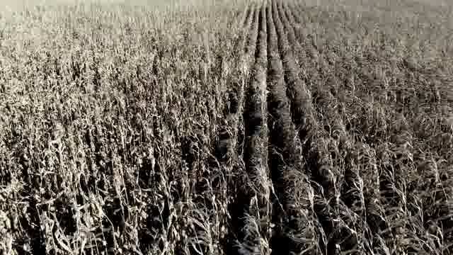 Dead Crops Stock Footage: Royalty-Free Video Clips - Storyblocks