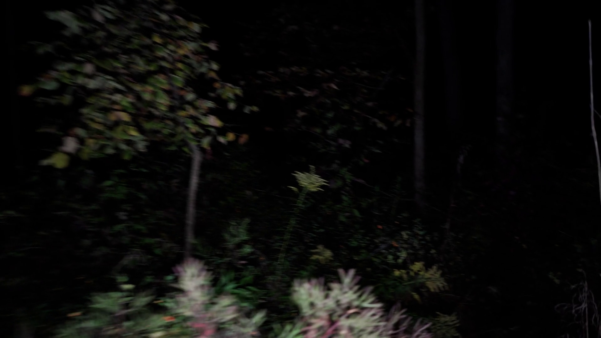 Walking through scary woods at night. Wandering thorough deep forest at