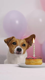 Close up dog licking lips birthday party pink donut candle balloons. Jack Russell Terrier bday celebration vertical orientation. Happy pet festive balloons background indoor anniversary celebration.