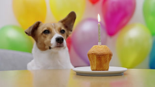 Jack Russell Terrier yawning near delicious birthday muffin burning candle. Festive balloons blurred background. Domestic animal holiday celebration. Funny pet care lifestyle humor footage concept.