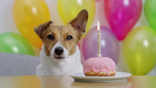 Festive puppy birthday with sweet donut and candle. Jack Russell Terrier licking lips anticipating treat. Vibrant balloons festive decoration home. Domestic animal anniversary holiday celebration.
