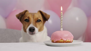 Happy pet birthday concept. Small dog looking at a donut with a lit candle. Festive scene with pastel balloons. Caring for domestic animals and celebrating milestones together.