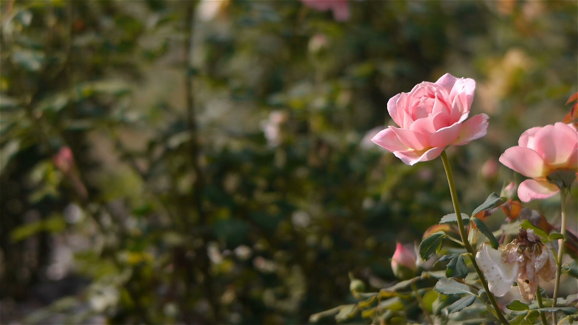 Blooming Pink Rose Close Up Stock Footage SBV326779506 Storyblocks