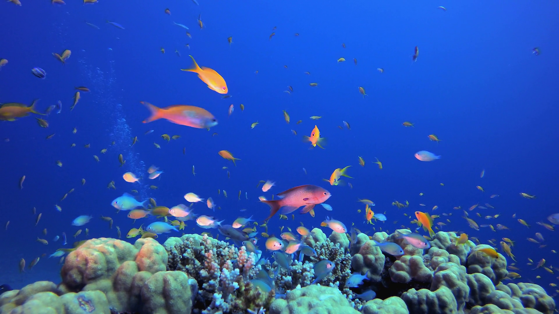 Blue Background With School Of Fish Stock Footage SBV-352306870 ...
