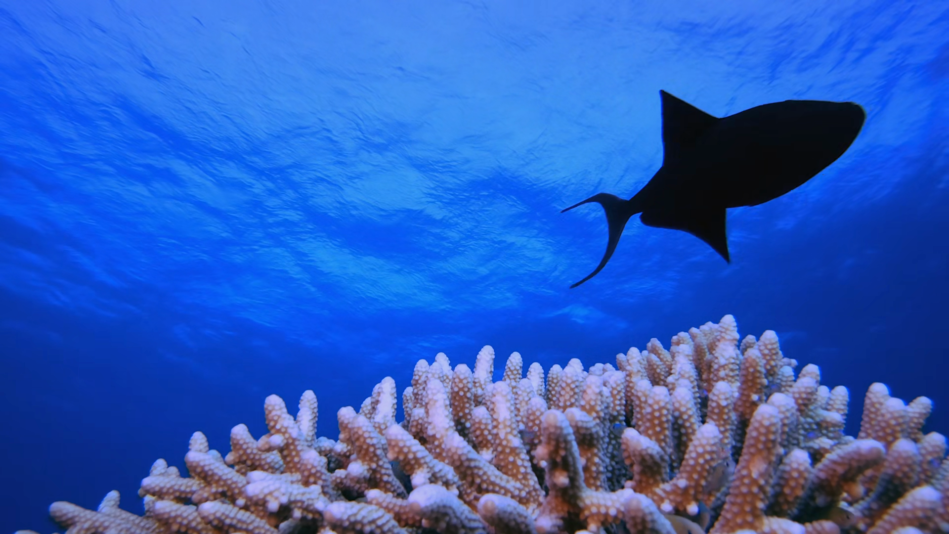 Blue Water Coral Reef Stock Footage SBV-354004332 - Storyblocks