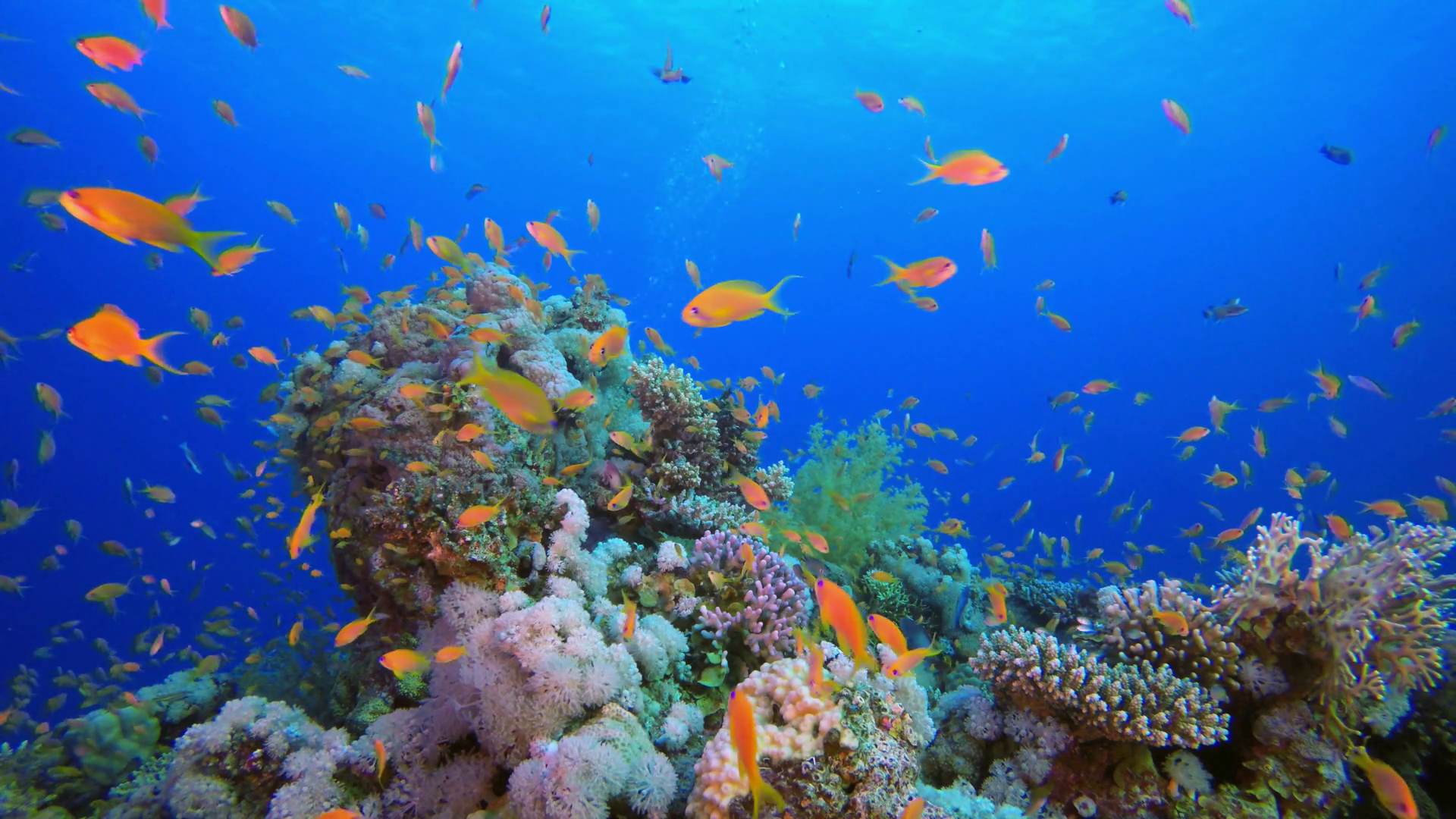 Tropical Fish - Underwater View Of Coral Reef Stock Footage SBV ...
