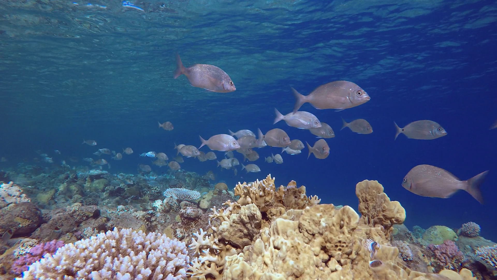 Underwater Shot Coral Reef With Swimming Fish Stock Footage SBV ...