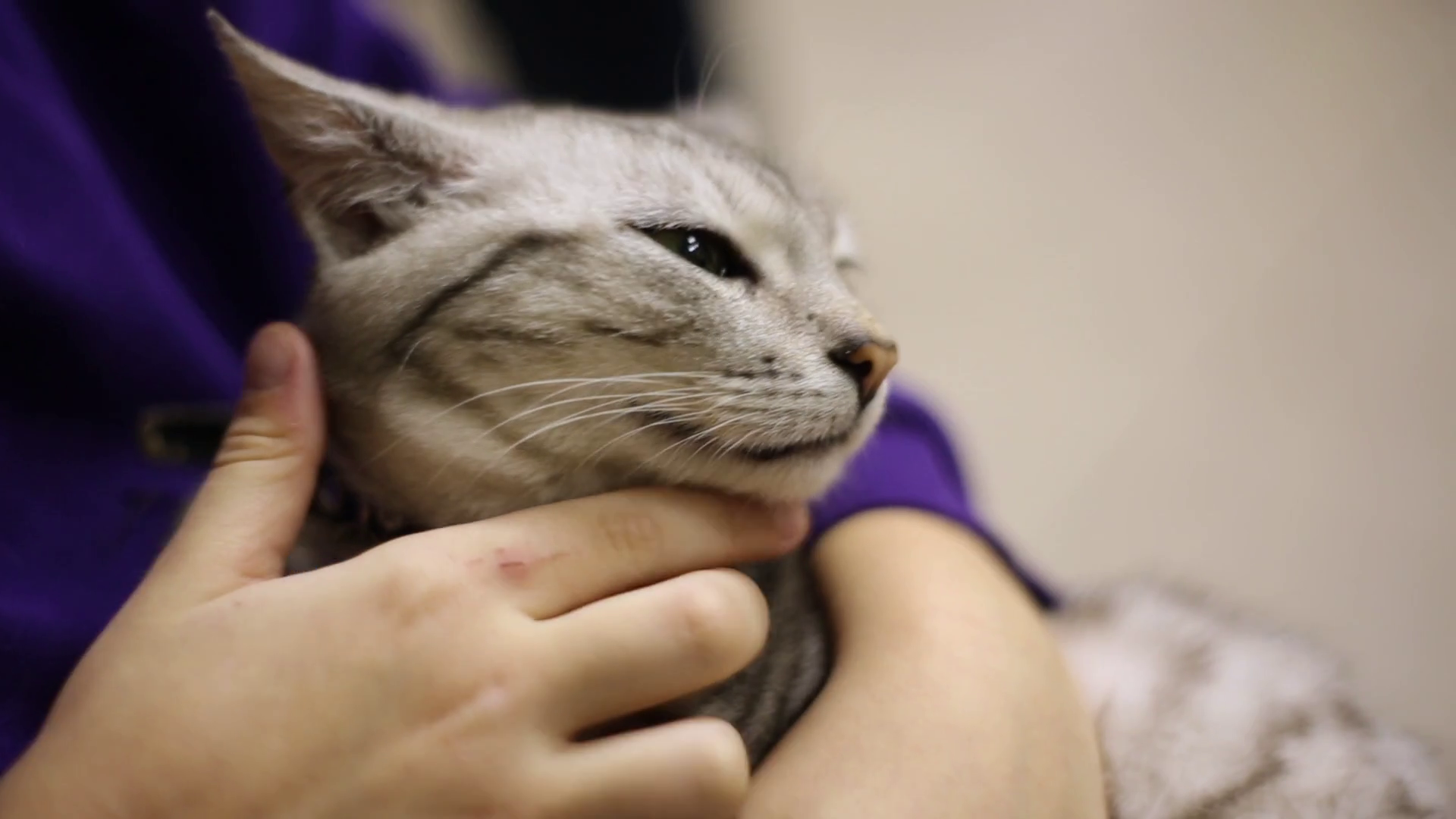 The child strokes a falling asleep gray cat. The cat relaxed. Face of a cat closeup Stock Video