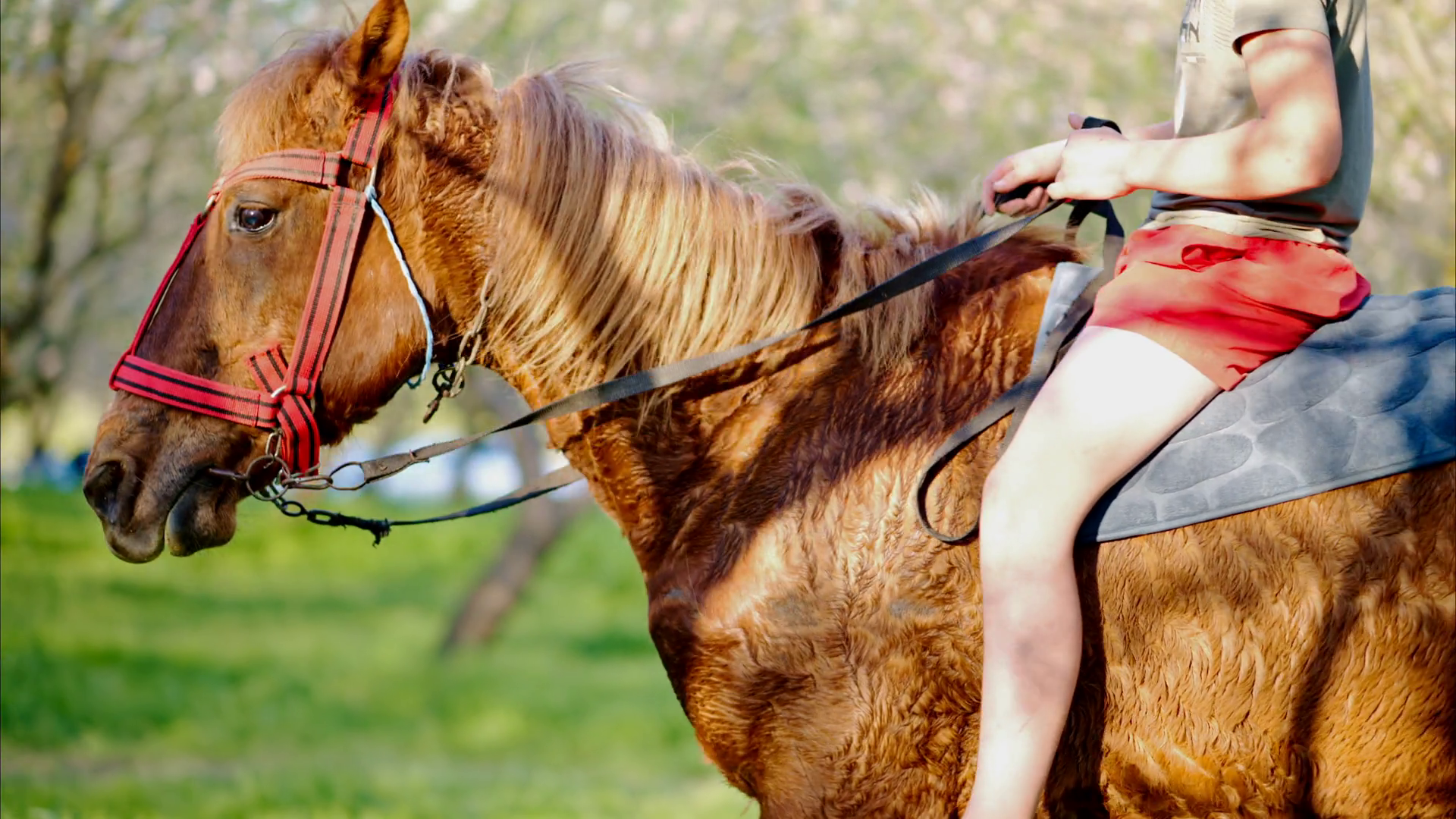 Man Horseback Riding In Field Of Blooming Stock Footage SBV-352346153 ...