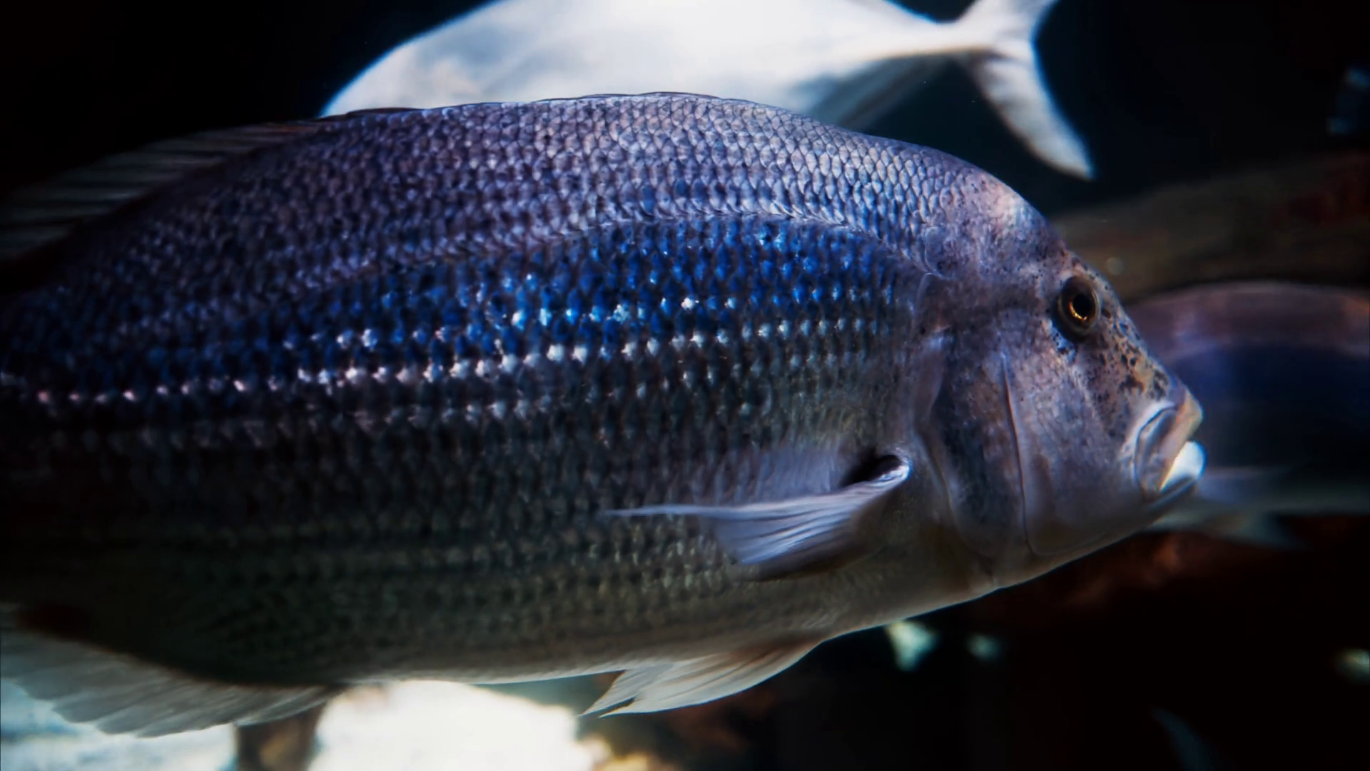 Close Up Of Gilt-head Bream Fish Swimming Stock Footage SBV-352249472 ...