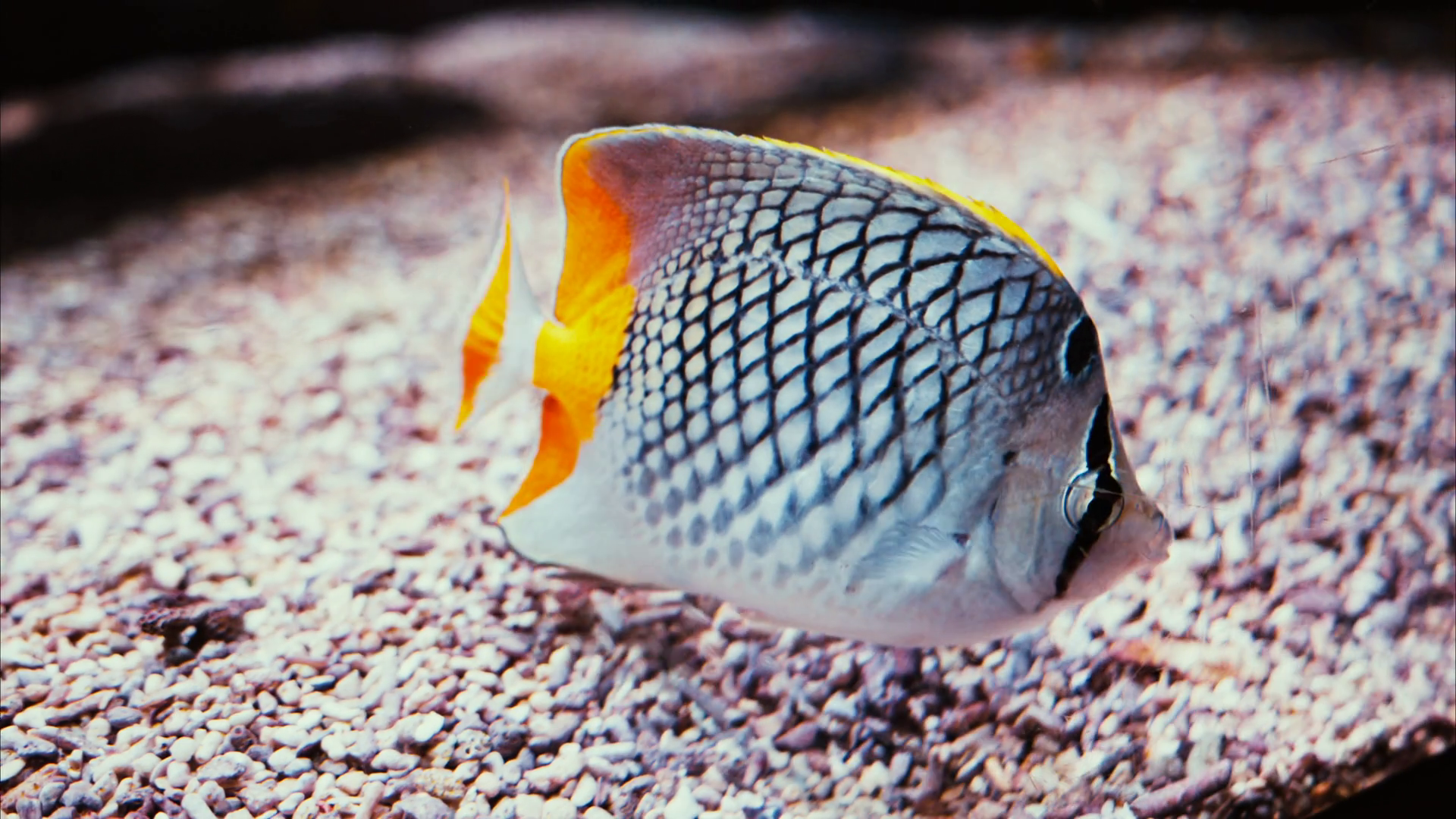 Close Up Of Sailfin Snapper Fish Swimming Stock Footage SBV-352250521 ...