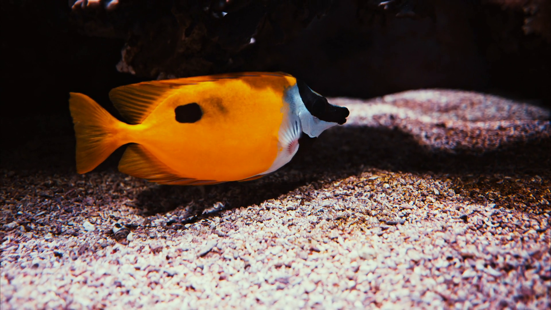 Close Up Of Blotched Foxface Fish Swimming Stock Footage SBV-352250939 ...