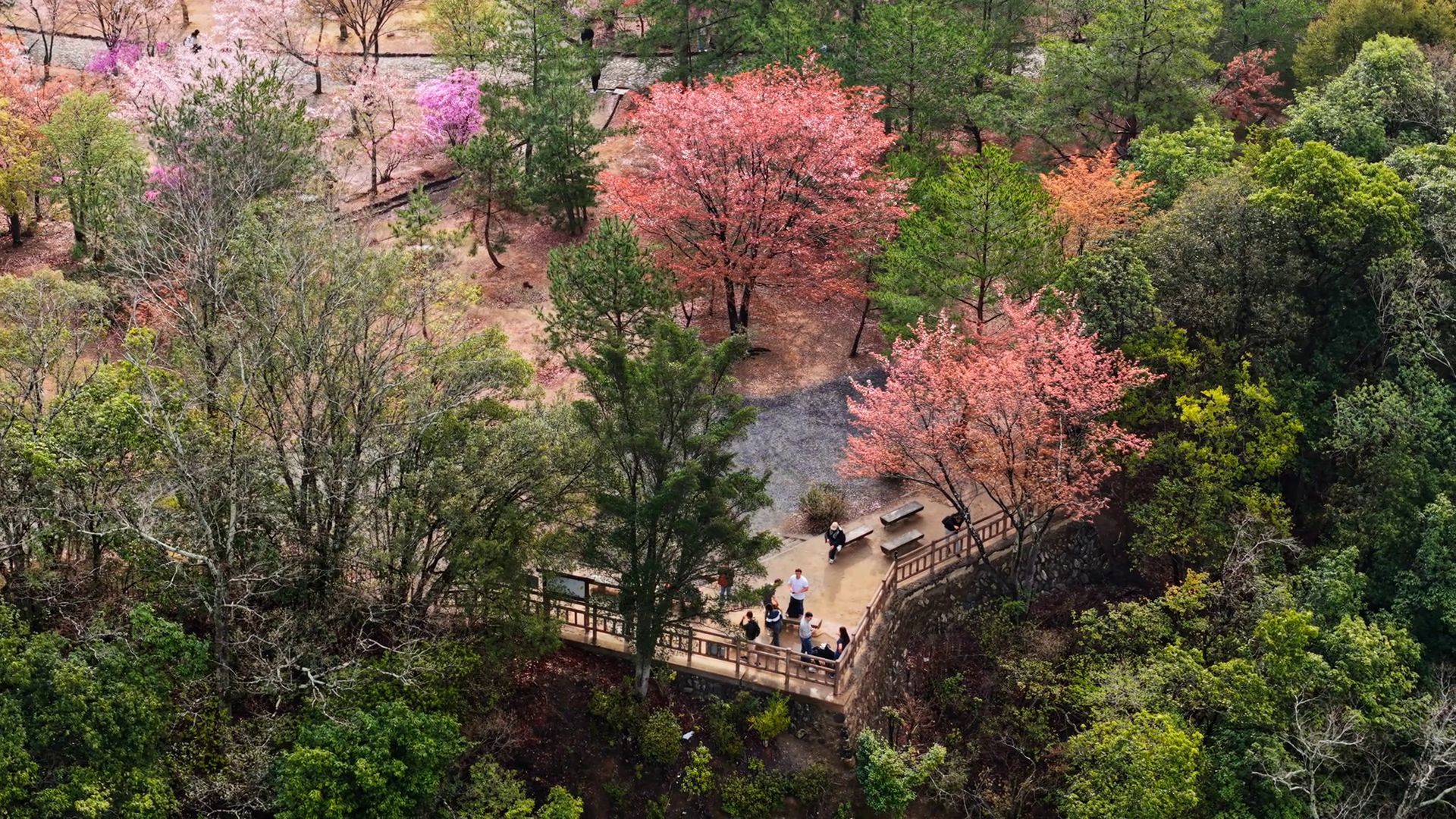 Aerial Drone View Of Cherry Blossom Trees In Stock Footage SBV ...