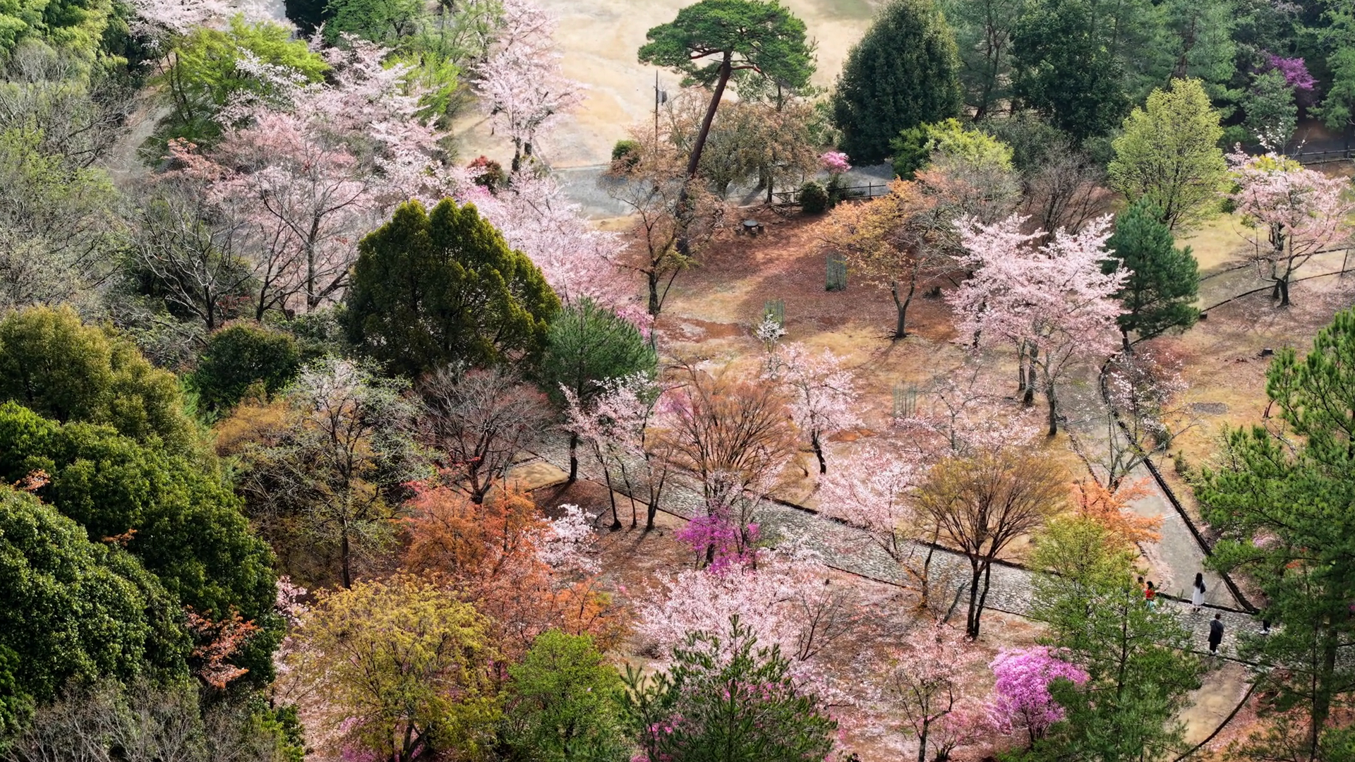 Aerial Drone View Of Cherry Blossom Trees In Stock Footage SBV ...