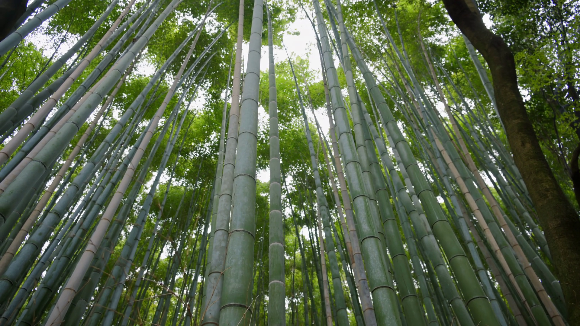 Low Angle View Of Multiple Tall Green Bamboo Stock Footage SBV ...