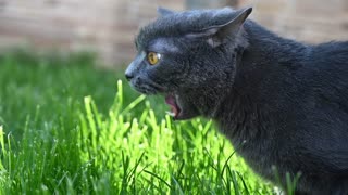 Cat eating fresh green grass in garden on sunny day