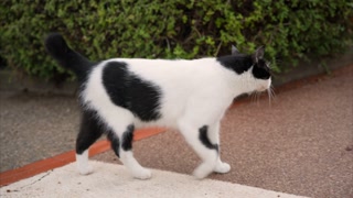 White cat with black spots walking on the street