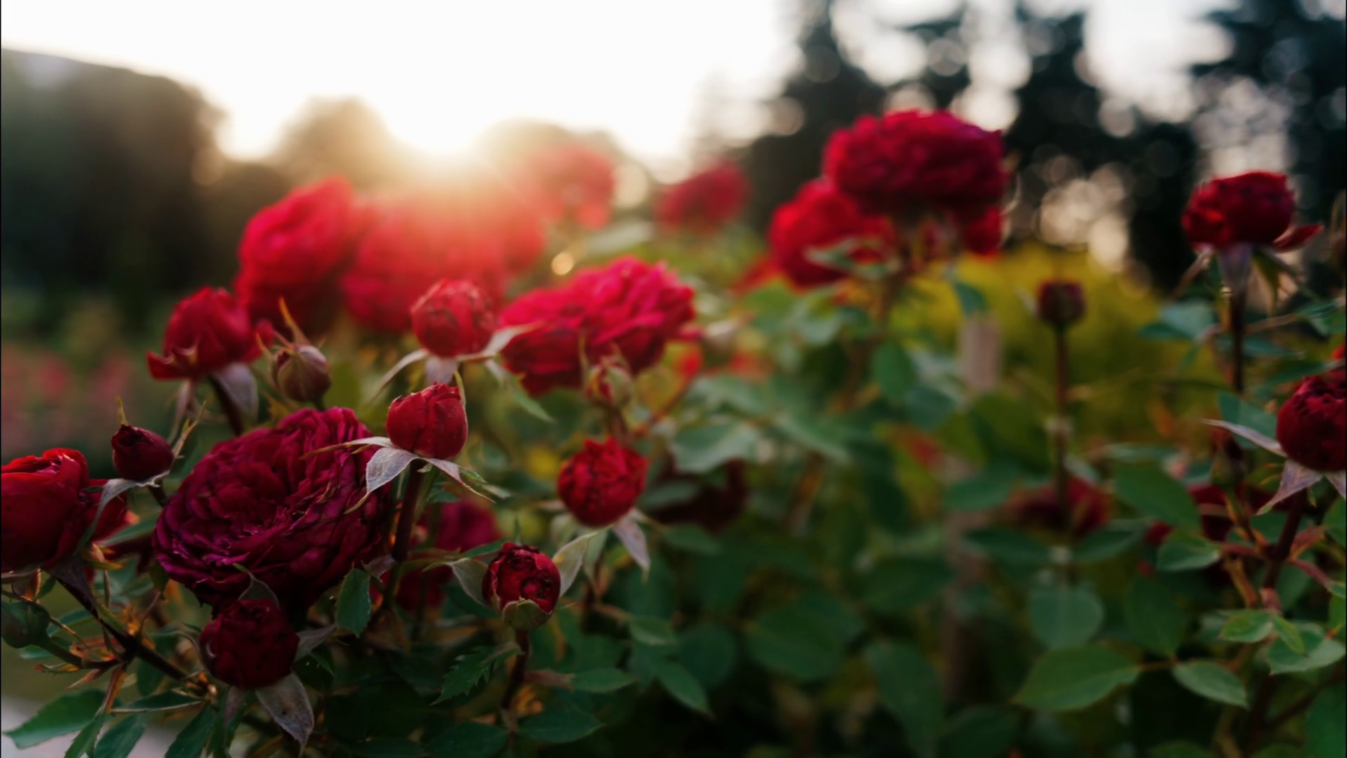 Close Up Of Blooming Red Roses In Park Stock Footage SBV-352754077 ...