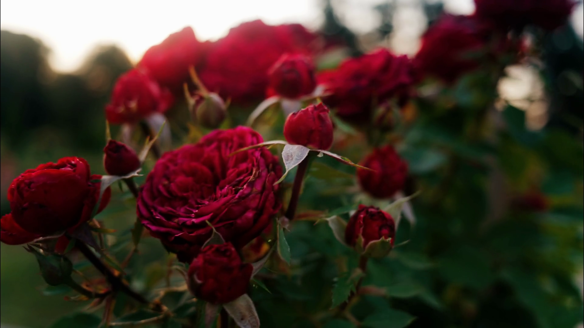 Close Up Of Blooming Red Roses In Park Stock Footage SBV-352754153 ...