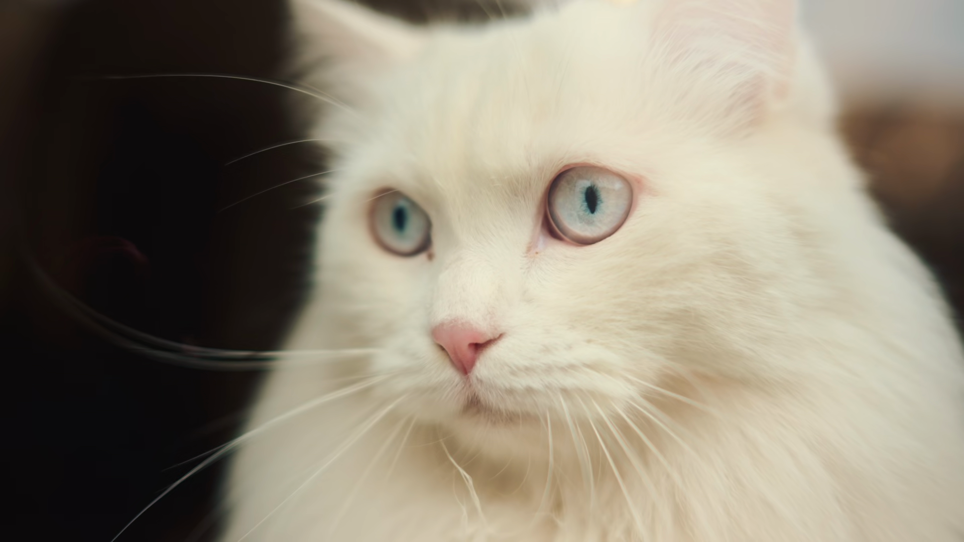 Portrait Of White Long Haired Cat With Light Stock Footage SBV ...