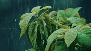 A tight close up of wet leaves with visible raindrops and rainfall streaks, creating a soft, moody, natural atmosphere